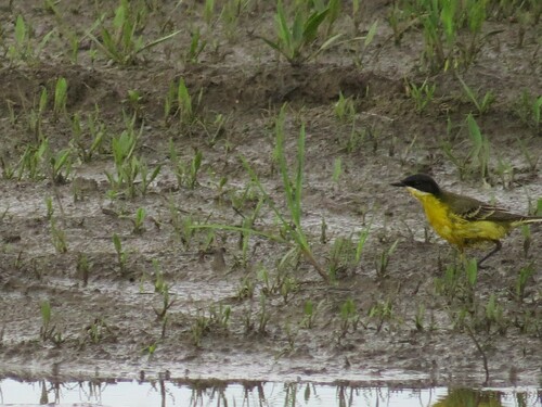 Black-headed Wagtail