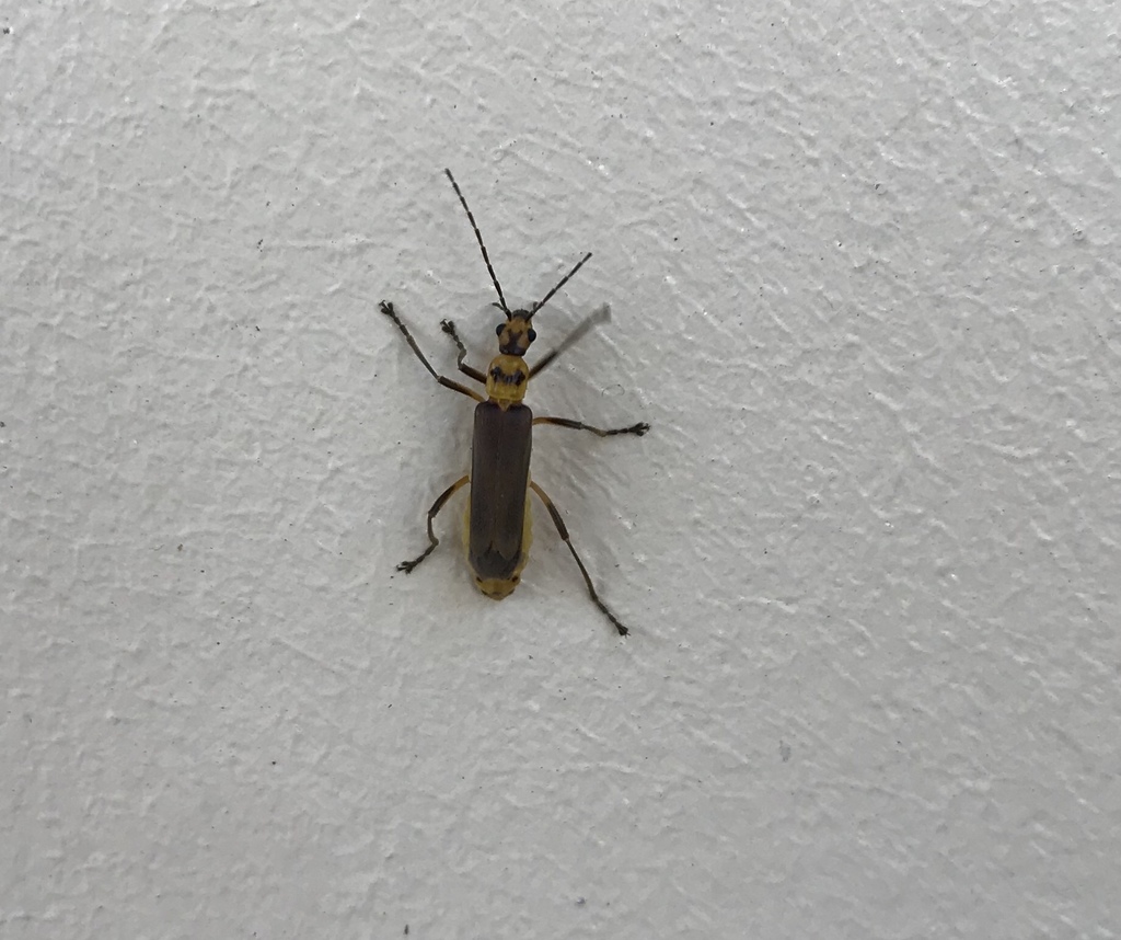 Chauliognathus sticticus