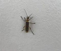 Chauliognathus sticticus