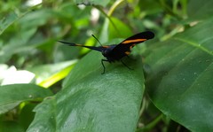 Panara soana