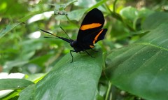 Panara soana