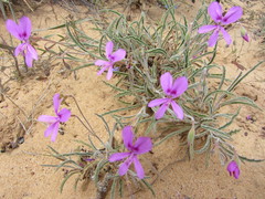 Pelargonium coronopifolium
