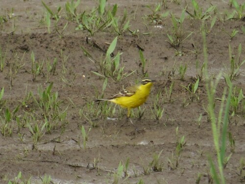 Western Yellow Wagtail
