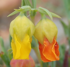 Hermannia aff-denudata