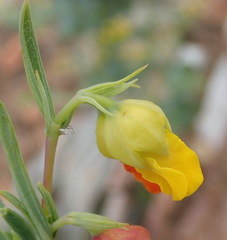 Hermannia aff-denudata