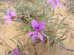 Pelargonium coronopifolium