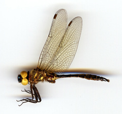 Somatochlora walshii