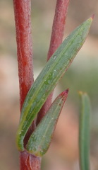 Hermannia aff-denudata