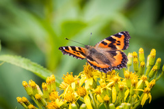 Aglais urticae connexa