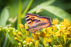 Aglais urticae connexa