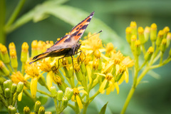 Aglais urticae connexa