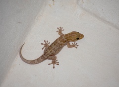 American Wall Gecko photo 3