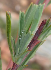 Hermannia aff-denudata