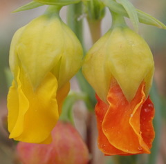 Hermannia aff-denudata