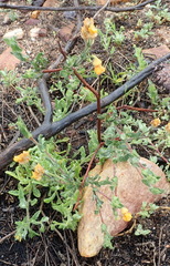 Hermannia stipulacea