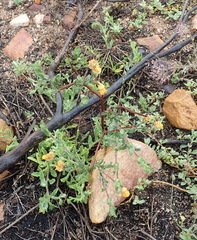 Hermannia stipulacea