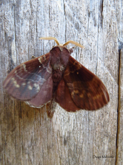 Lasiocampoidea