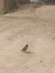 Acridotheres tristis