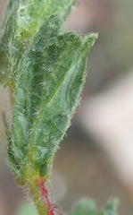 Hermannia stipulacea