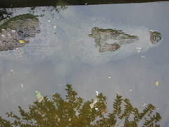 Crocodylus moreletii