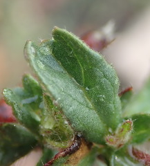 Hermannia stipulacea