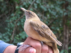 Turdus grayi