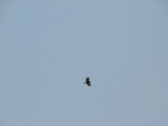 Rupornis magnirostris