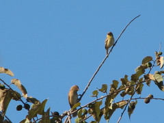 Sporophila morelleti