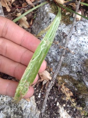 Phytomyza plantaginis