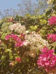 Bougainvillea