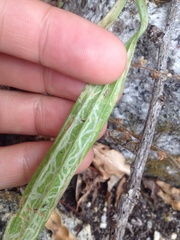 Phytomyza plantaginis