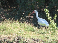 Eudocimus albus