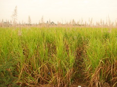 Saccharum officinarum