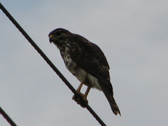 Buteo plagiatus
