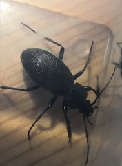 Carabus vietinghoffii