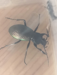 Carabus vietinghoffii