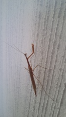 Bistanta mexicana