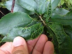 Aceria melicyti