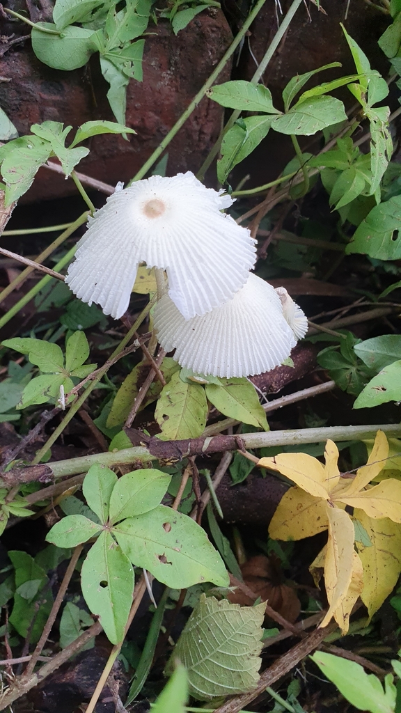 Leucocoprinus fragilissimus · June 2023 · photo: © hengchian (iNaturalist, cc-by)