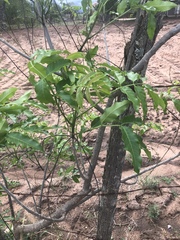 Commiphora zanzibarica