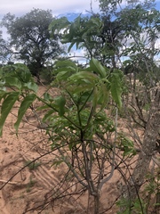 Commiphora zanzibarica
