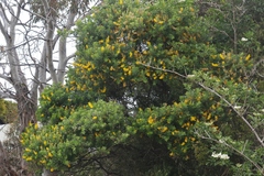 Genista stenopetala