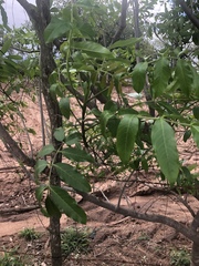 Commiphora zanzibarica