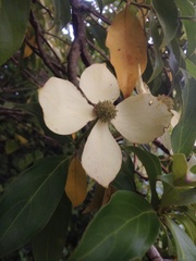 Cornus capitata