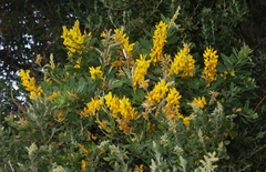 Genista stenopetala