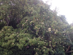 Cornus capitata