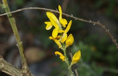 Genista stenopetala