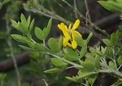 Genista stenopetala