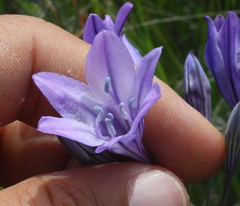 Triteleia laxa