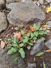 Prunella vulgaris image